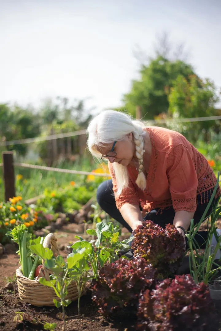 A woman tending vegetables in a sunny garden